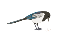 Magpie