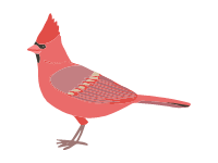 Northern Cardinal