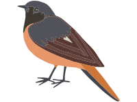 Redstart