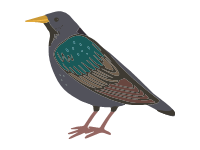 Starling