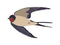 Swallow