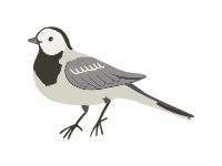 Wagtail