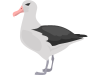 Albatross