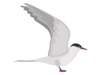 Arctic Tern