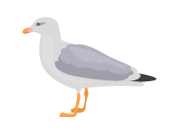 Big Gull