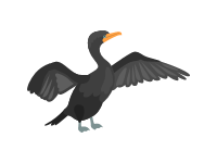 Cormorant