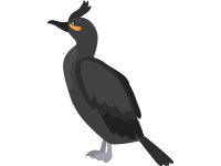 Double Crested Cormorant