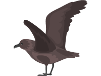 Great Skua