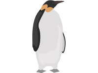 King Penguin