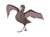 Petrel