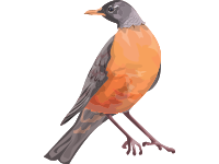 American Robin