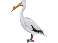 American White Pelican