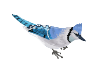 Blue Jay