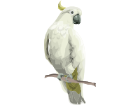 Cockatoo