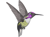 Costa s Hummingbird