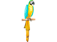 Gold and Blue Macaw