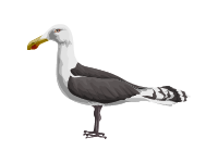 Great Black Blacked Gull