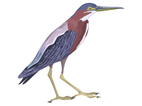 Green Heron