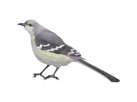 Northern Mockingbird