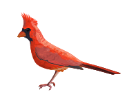 Nothern Cardinal