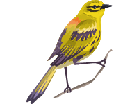 Palm Warbler