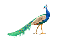 Peacock