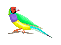 Rainbow Lorikeet