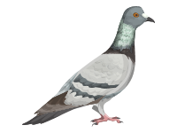 Rock Dove