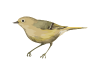 Ruby Crowned Kinglet