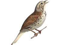 Song Sparrow