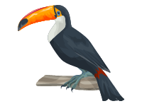 Toucan