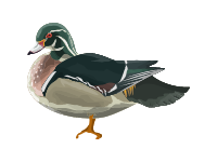 Wood Duck