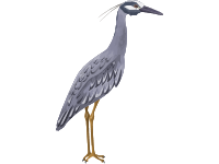 Yellow Crowned Night Heron