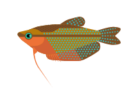 Gourami