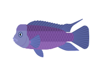 Lionhead Cichlid