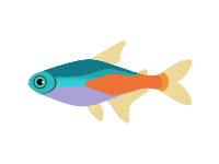 Neon Tetra