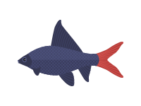 Red Tailed Black Shark