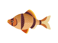 Tiger Barb