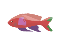 Anthias