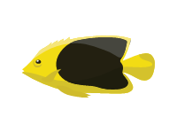 Rock Beauty Angelfish