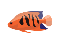 Squirrelfish