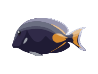 Surgeonfish