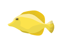 Yellow Tang