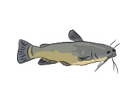 Black bullhead