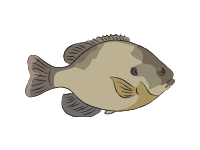 Bluegill