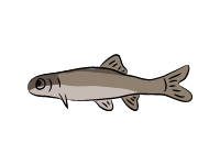 Bluntnose minnow