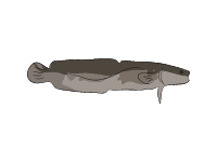 Burbot