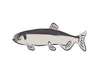 Capelin