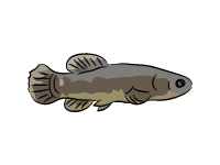 Central Mudminnow