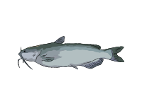 Channel Catfish